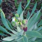 Fritillaria persicaFlower