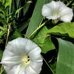 Convolvulus silvaticus Habitus