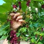 Leycesteria formosaपत्ता