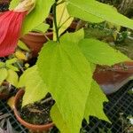 Malvaviscus arboreus Leaf