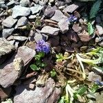 Veronica nummularia 葉