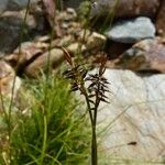 Carex pyrenaica অভ্যাস