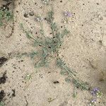 Lupinus tidestromii Habit