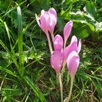 Colchicum autumnale Habitus