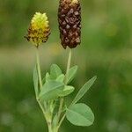 Trifolium spadiceum Ffrwyth