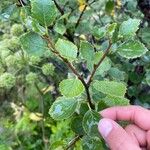 Betula humilis Folha