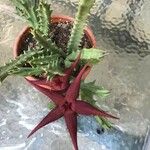 Stapelia schinziiLapas