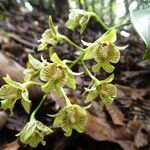 Dendrobium biloculare