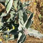 Asclepias eriocarpa Levél