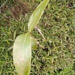 Sasa palmata Leaf