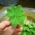 Alchemilla acutiloba Φύλλο