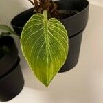 Goeppertia sanderiana Leaf