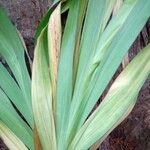 Gladiolus dalenii Frunză