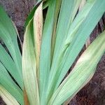 Gladiolus dalenii पत्ता