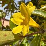 Gelsemium sempervirens Blüte
