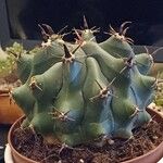 Ferocactus herrerae Corteccia