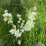 Filipendula vulgaris花