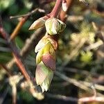 Vaccinium corymbosum Levél