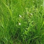Stellaria graminea Libunga
