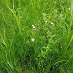 Stellaria graminea Natur