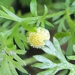 Cotula australis Kvet