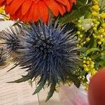 Eryngium alpinum Flower