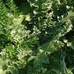 Verbascum sinuatum Leaf