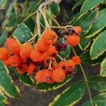 Sorbus intermedia ফল