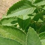 Coleus barbatus Leht