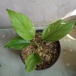 Aglaonema modestum Leaf