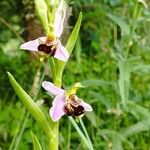 Ophrys apiferaFlower