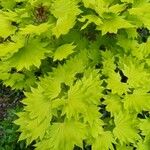 Acer shirasawanum Folha