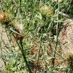 Galactites duriaei Fula