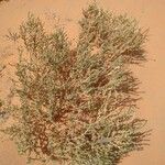 Cornulaca monacantha অভ্যাস
