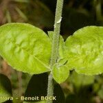 Silene viridiflora Ffrwyth