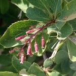 Berberis vulgarisKukka