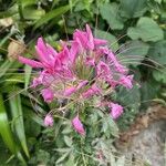 Cleome spinosa Flower