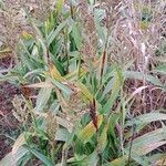 Sorghum bicolor Alkat (teljes növény)