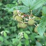 Rubus fraxinifolius Fruto