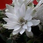 Gymnocalycium baldianum Flower