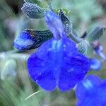 Salvia chamaedryoides Flor