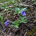 Viola pinnata Habit