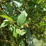 Lonicera periclymenum Blad