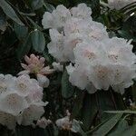 Rhododendron morii Blüte