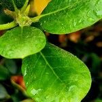 Rhododendron aureum Leaf