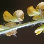 Crotalaria chrysochlora Floare
