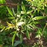 Tagetes lemmonii Folio