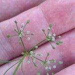 Cyclospermum leptophyllum Blüte