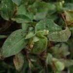 Commelina maculata Hábito