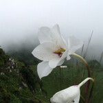 Gladiolus aequinoctialis Blüte